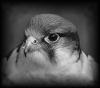 saudifalcon